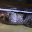 33斤野生娃娃鱼受伤 获救了 - 重庆晨网