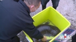 33斤野生娃娃鱼受伤 获救了 - 重庆晨网