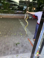 重庆市民拍到一条蛇在迎风跳舞？真相来了！ - 重庆晨网