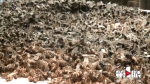 三十万只蜜蜂集体死亡 都是邻里矛盾惹的祸？ - 重庆晨网