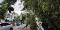 昨夜今晨狂风暴雨突袭 渝北多地行道树倒伏 - 重庆晨网