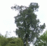 和谐的美！两百年的柏香树上 栖息着数十只苍鹭 - 重庆晨网