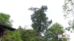 和谐的美！两百年的柏香树上 栖息着数十只苍鹭 - 重庆晨网