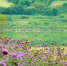 这里的马鞭草正热烈绽放 一片紫色花海等你来 - 重庆晨网