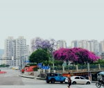 明媚娇艳的蓝花楹，肆意怒放在重庆各个角落，美到窒息 - 重庆晨网