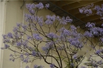 明媚娇艳的蓝花楹，肆意怒放在重庆各个角落，美到窒息 - 重庆晨网