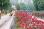 耶，江北这些地方的花有点好看哟~ - 重庆晨网