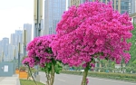 耶，江北这些地方的花有点好看哟~ - 重庆晨网
