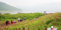 长江边的格桑花开得正好 50万平方米 一公里长 - 重庆晨网