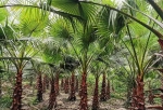 重庆这个小山村里，居然藏了一片童话般的热带雨林！ - 重庆晨网