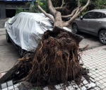 多图！昨晚云阳狂风骤雨！大树压坏多辆车，现场一片狼藉…… - 重庆晨网