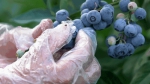 重庆的蓝莓熟了，还能邂逅花海、住树屋 - 重庆晨网