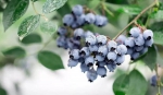 重庆的蓝莓熟了，还能邂逅花海、住树屋 - 重庆晨网