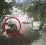 女子停车离开10秒钟 轿车 “自行”倒车撞上行道树 - 重庆晨网