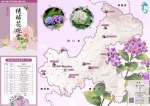 花团锦簇的绣球花 重庆是原产地之一 - 重庆晨网