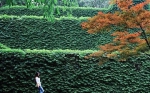 绿野仙踪！重庆这个被爬山虎包裹的公园，宛如童话王国 - 重庆晨网