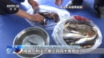 视频：两兄弟非法捕捞被查 涉胭脂鱼、鳜鱼等稀有品种 - 重庆晨网