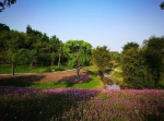 又一小众公园美成仙境，马鞭草、金鸡菊连片盛开 - 重庆晨网