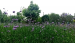 又一小众公园美成仙境，马鞭草、金鸡菊连片盛开 - 重庆晨网