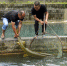 （脱贫攻坚）（4）重庆巫溪：大山里的特种鱼类养殖助力脱贫增收 - 新华网