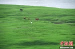 长江干枯河床变“大草原” 美丽壮观 - 重庆晨网