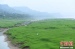 长江干枯河床变“大草原” 美丽壮观 - 重庆晨网