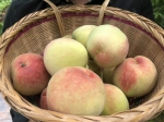 周末就近寻一处果园，亲手去采摘桃子吧 - 重庆晨网