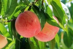 周末就近寻一处果园，亲手去采摘桃子吧 - 重庆晨网
