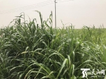 点沙成土！重庆“黑科技”让新疆万亩沙漠变绿洲 - 重庆晨网