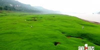 看！长江边也有美丽的“大草原” - 重庆晨网