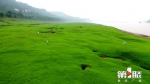 看！长江边也有美丽的“大草原” - 重庆晨网
