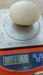 206克！这枚“大鸡蛋”一个顶四个 - 重庆晨网