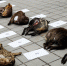 腊肉店里有猫腻！重庆警方端掉一收购、销售野生动物黑窝点 - 重庆晨网