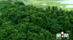 数千鹭鸟栖息汉丰湖湿地 这才是“鸟的天堂”！ - 重庆晨网