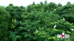 数千鹭鸟栖息汉丰湖湿地 这才是“鸟的天堂”！ - 重庆晨网