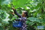 （经济）（3）重庆渝北：高山蔬菜助力乡村振兴 - 新华网