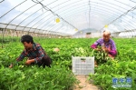 （经济）（4）重庆渝北：高山蔬菜助力乡村振兴 - 新华网