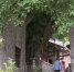 枝繁叶茂！200岁古树与古碑“相融共生” - 重庆晨网