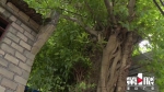 枝繁叶茂！200岁古树与古碑“相融共生” - 重庆晨网