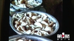一家三口采野蘑菇食用中毒 女儿昏迷4天已花费九万多元 - 重庆晨网