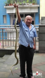 一条大蛇闯小区，有人说炖了有人喊放了…… - 重庆晨网