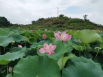 重庆公园之城隐藏的秘境 可以免费赏花、摘莲蓬、钓龙虾 - 重庆晨网