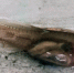 黔江官渡河现“玻璃鱼”  可看到体内器官 - 重庆晨网