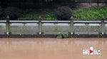 铜梁今晨暴雨袭来 巴川河水上涨近2米 - 重庆晨网