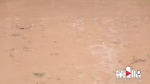 铜梁今晨暴雨袭来 巴川河水上涨近2米 - 重庆晨网
