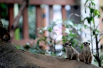 《狮子王》中的“丁满”来了！暑假，重庆动物园迎来一群新成员 - 重庆晨网