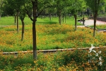 来心湖公园，看那盛开的金光菊 - 重庆晨网