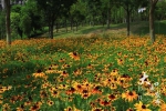 来心湖公园，看那盛开的金光菊 - 重庆晨网