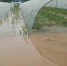 超百毫米暴雨袭击垫江 500多亩快熟了的西瓜被淹 - 重庆晨网