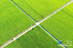 额滴神，美的很！重庆高标准农田绘就美丽田园新画卷 - 重庆晨网